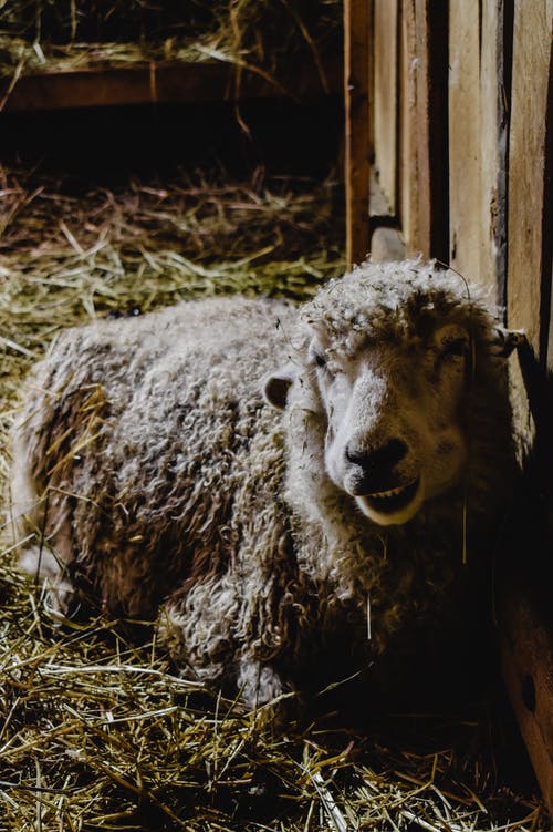 布朗羊在棕色的草地上 · 免费素材图片