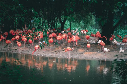 有关phoenicopteridae, phoenicopteriformes, 一起的免费素材图片