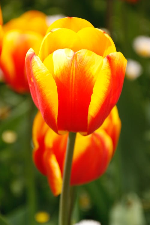 有关充满活力, 垂直拍摄, 增长的免费素材图片