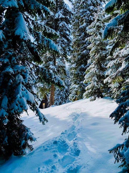 有关冬季, 冷, 冷凍的免费素材图片