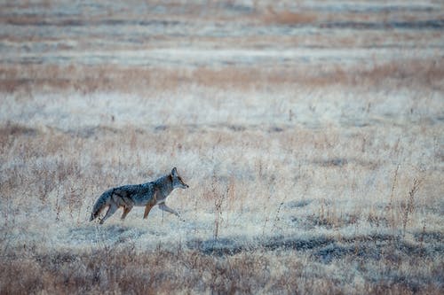 有关canis latrans, 冷静, 动物学的免费素材图片