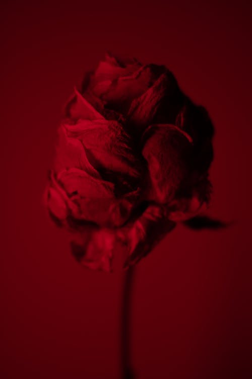 有关乾燥, 光, 冷静的免费素材图片