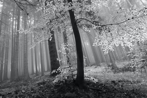 有关冷静, 分支机构, 壁纸的免费素材图片