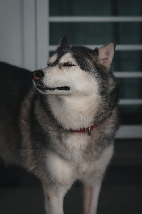 有关動物, 哺乳動物, 垂直拍摄的免费素材图片