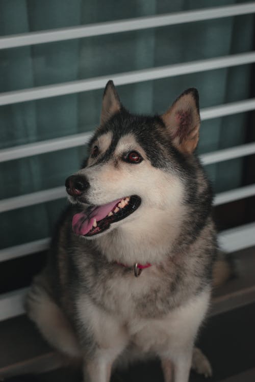 有关動物, 哺乳動物, 垂直拍摄的免费素材图片