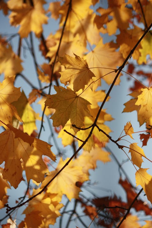 有关下落, 垂直拍摄, 季節的免费素材图片