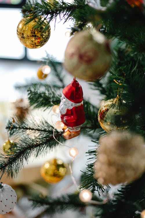绿色的圣诞树上的红色和金色的小玩意 · 免费素材图片