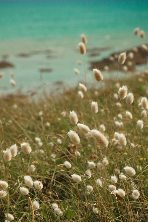 有关植物群, 海草, 绽放的花朵的免费素材图片