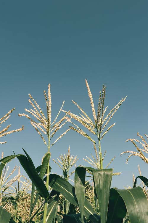 有关垂直拍摄, 户外, 树叶的免费素材图片