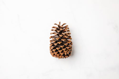 白色表面上的棕松果 · 免费素材图片