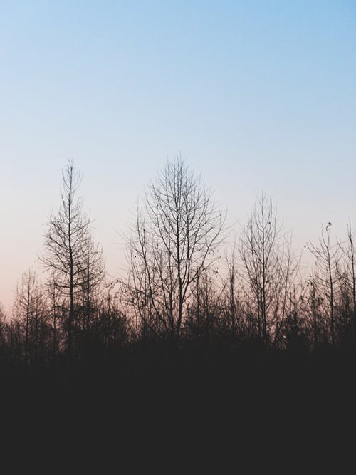 有关乾枯, 光秃秃的树木, 剪影的免费素材图片