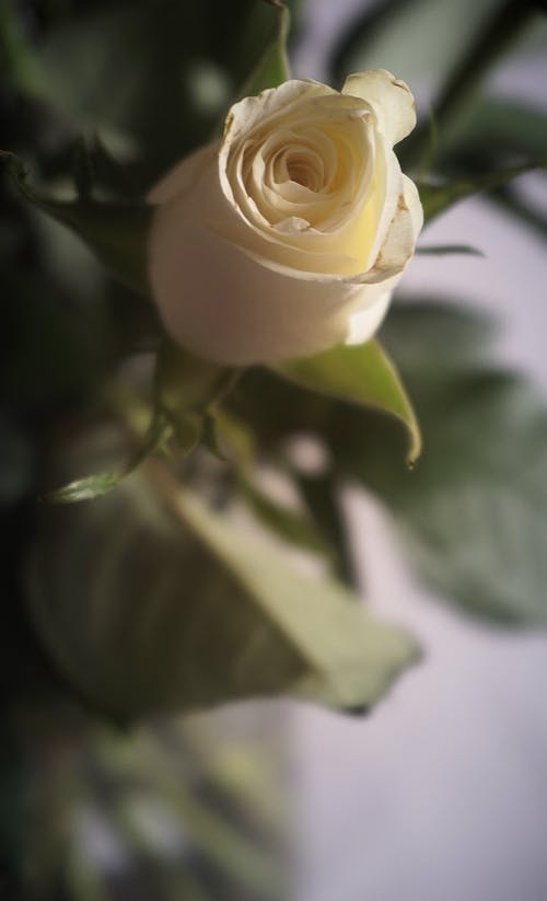 有关垂直拍摄, 增长, 天性的免费素材图片