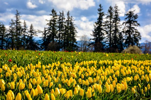 有关壁紙, 植物群, 漂亮的免费素材图片