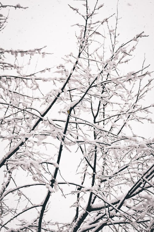 有关冷, 垂直拍摄, 大雪覆盖的免费素材图片