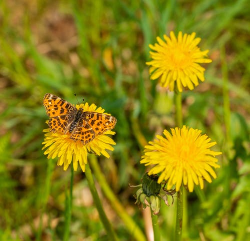 有关昆蟲, 棲息, 植物群的免费素材图片