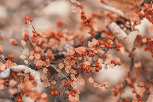 有关4k 桌面, 冬青冬青, 植物群的免费素材图片