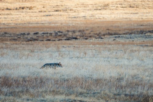 有关canis latrans, 乾的, 冷静的免费素材图片