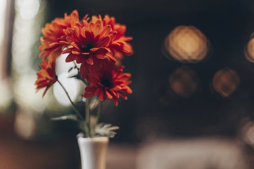 有关“非洲菊雏菊”, 一串, 优雅的免费素材图片