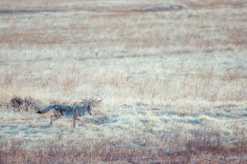 有关canis latrans, 乾的, 冷静的免费素材图片