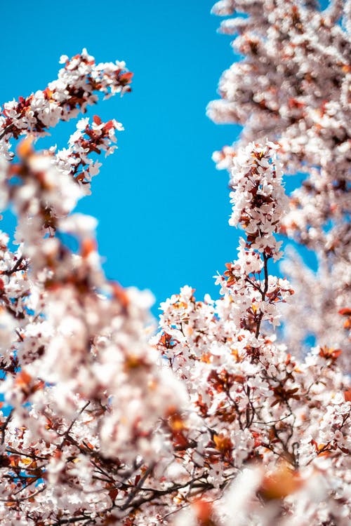 有关垂直拍摄, 增长, 天性的免费素材图片