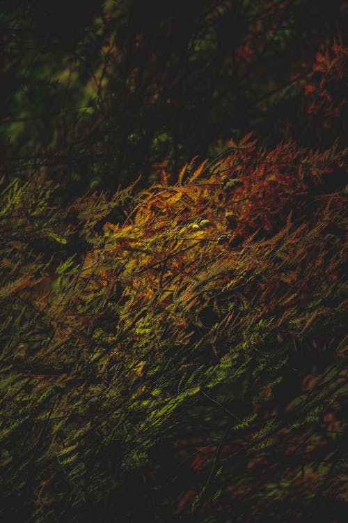 有关下落, 公園, 冷靜的免费素材图片