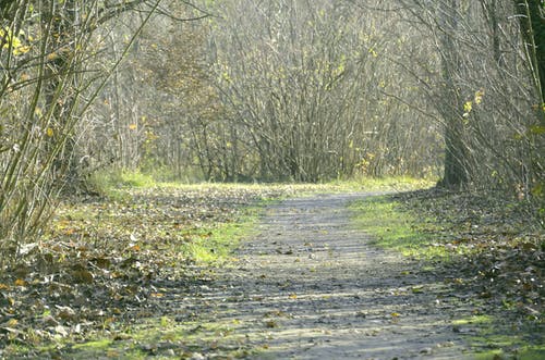 有关天性, 巷道, 未铺砌的免费素材图片
