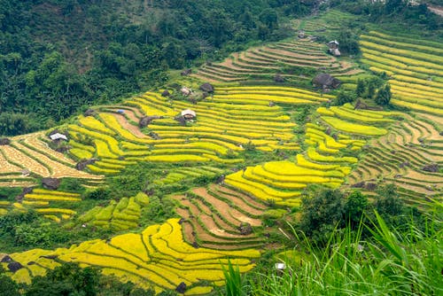 有关土地, 增长, 天的免费素材图片