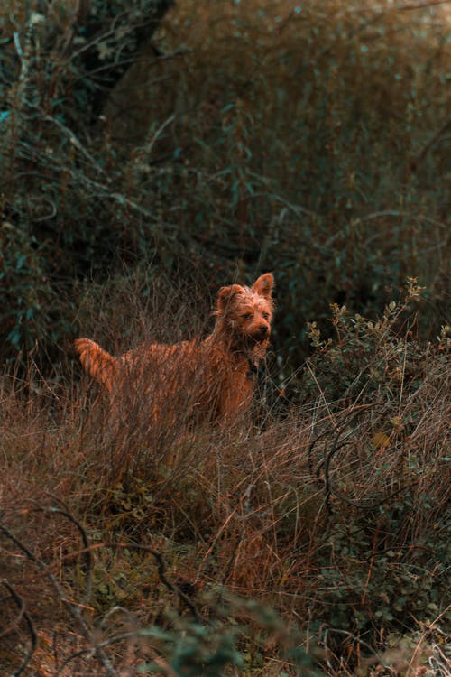 有关乾的, 伴侣, 冷静的免费素材图片