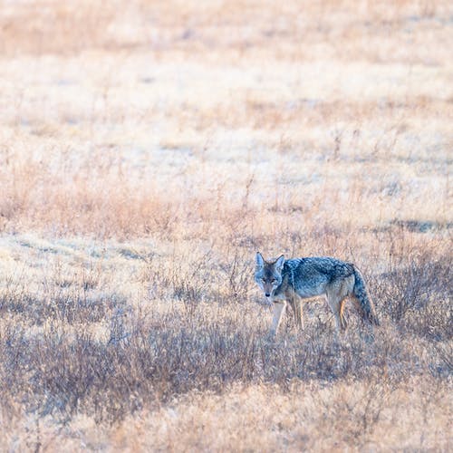 有关canis latrans, 乾的, 冷静的免费素材图片