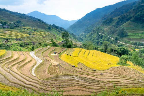 有关传统, 农艺学, 和谐的免费素材图片