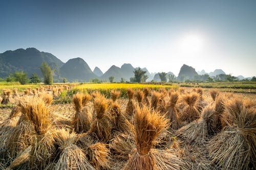 有关乾草, 农艺学, 地平线的免费素材图片