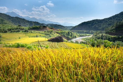 有关华丽的, 园艺, 地形的免费素材图片