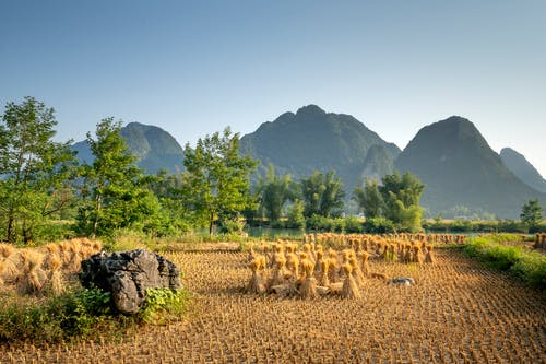 有关乾草, 农艺学, 卵石的免费素材图片