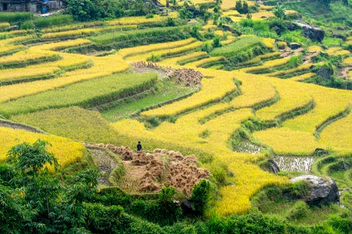 有关传统, 农艺学, 和谐的免费素材图片