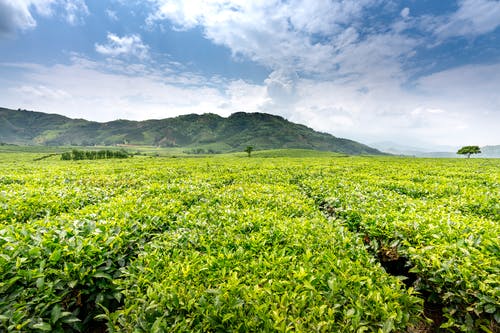 有关划船, 华丽的, 园艺的免费素材图片