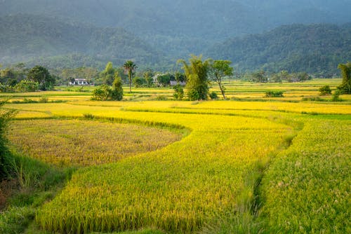 有关农艺学, 冷静, 和平的的免费素材图片
