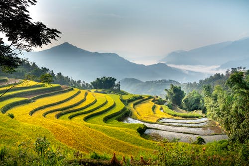 有关农艺学, 冷静, 剪影的免费素材图片