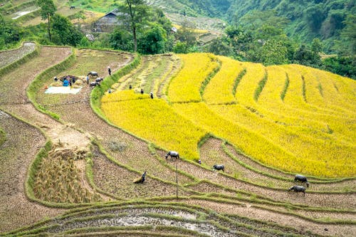 有关传统, 农艺学, 和谐的免费素材图片