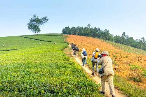 有关夏天, 天性, 小径的免费素材图片