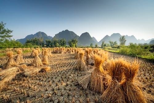 有关和平的, 土地, 地平线的免费素材图片