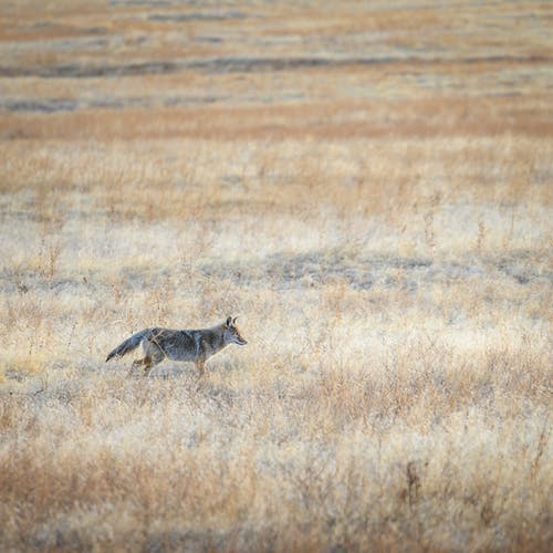 有关canis latrans, 保存, 冷静的免费素材图片