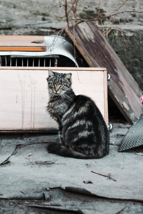 有关倾倒, 公告板, 动物的免费素材图片