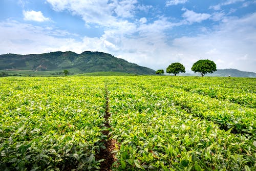 有关不均匀的, 划船, 华丽的的免费素材图片