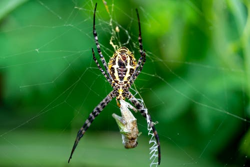 有关Web, 三角果, 令人不寒而栗的的免费素材图片