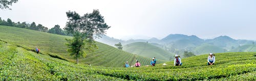 有关人, 全景, 划船的免费素材图片