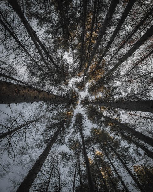 有关低角度拍摄, 垂直拍摄, 天性的免费素材图片