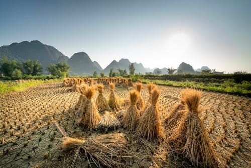 有关乾草, 和平的, 土地的免费素材图片