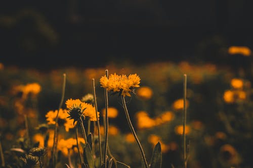 有关增长, 天性, 微妙的免费素材图片