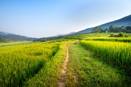 有关人行道, 农艺学, 土地的免费素材图片