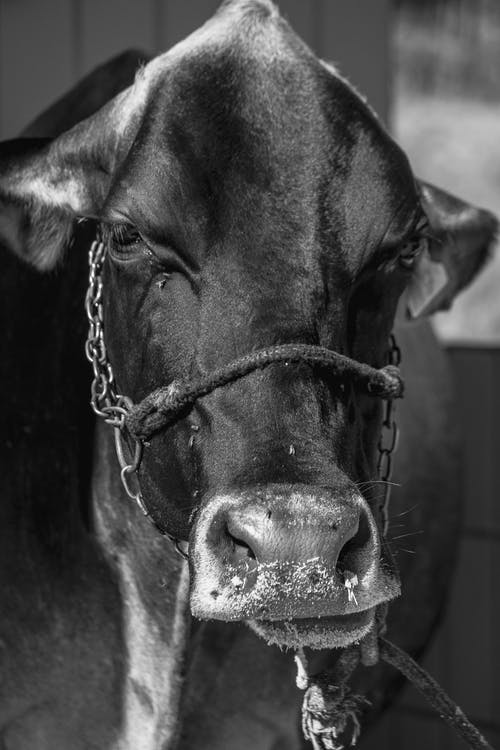 有关bw, 乳制品, 健康的免费素材图片